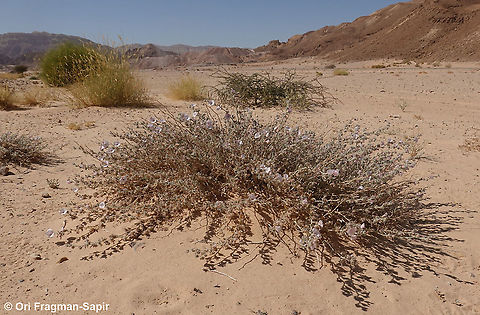 Convolvulus spicatus  Convolvulus spicatus,Geotagged,Israel,Spring