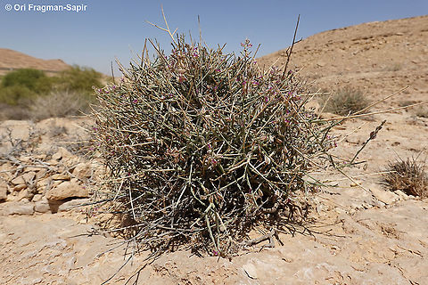 Polygala negevensis  Geotagged,Israel,Polygala negevensis,Spring