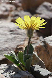 Picris cyanocarpa  Geotagged,Israel,Picris cyanocarpa,Spring