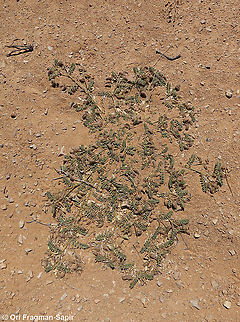 Astragalus bombycinus  Astragalus bombycinus,Geotagged,Israel,Spring