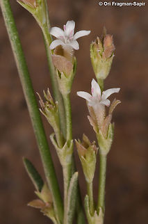 Plocama calycoptera  Geotagged,Israel,Plocama calycoptera,Spring