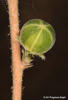 Hibiscus micranthus  Geotagged,Hibiscus micranthus,Israel,Spring