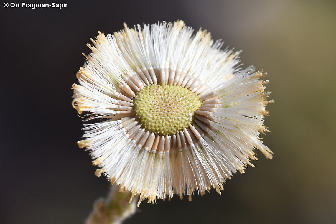 Pulicaria incisa  Geotagged,Israel,Pulicaria incisa,Spring