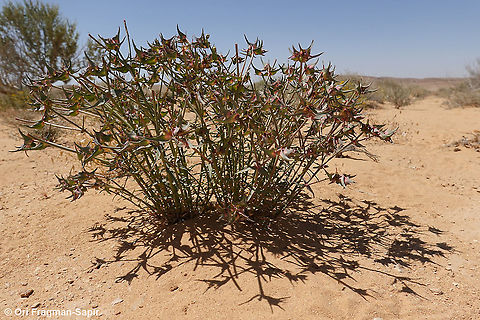 Euphorbia retusa  Euphorbia retusa,Geotagged,Israel,Spring