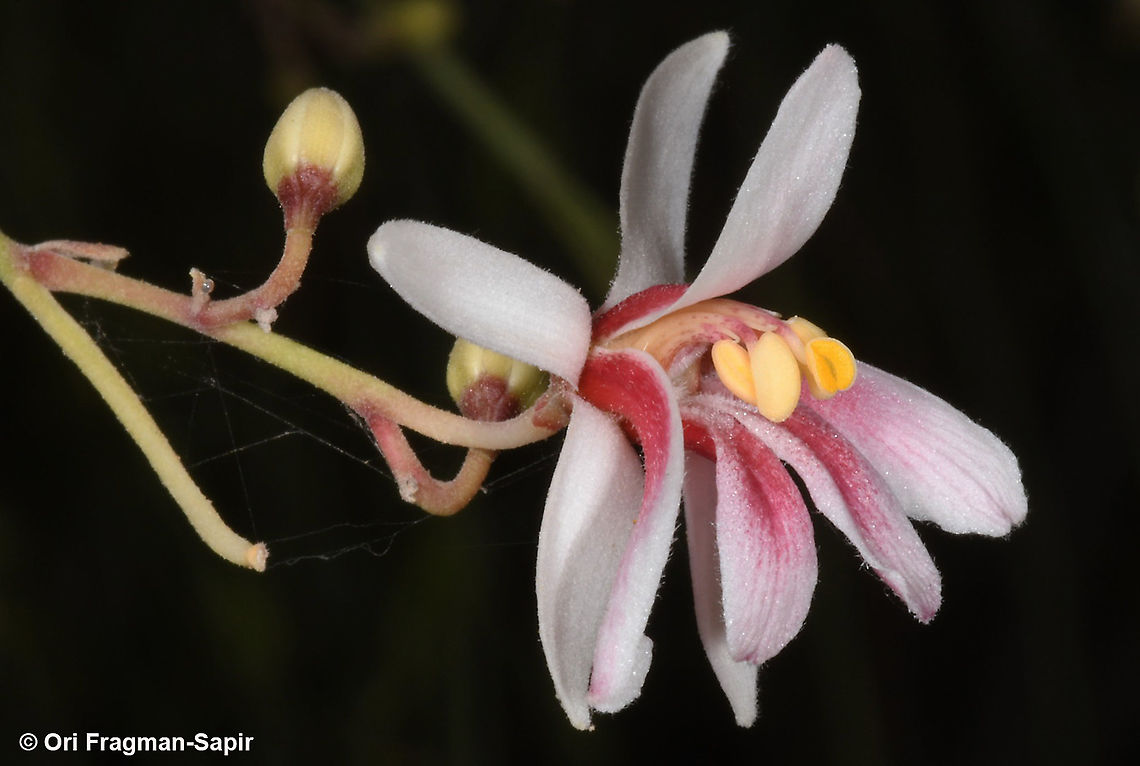 Moringa peregrina  Geotagged,Israel,Moringa peregrina,Spring
