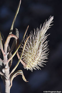 Gomphocarpus sinaicus  Geotagged,Gomphocarpus sinaicus,Israel,Spring