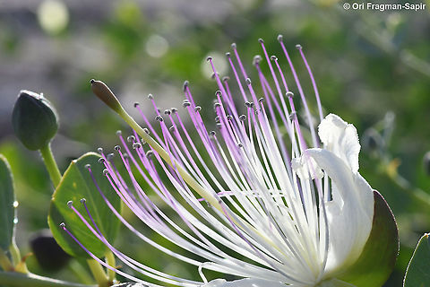 Capparis aegyptia  Capparis aegyptia,Egyptian Caper,Geotagged,Israel,Spring