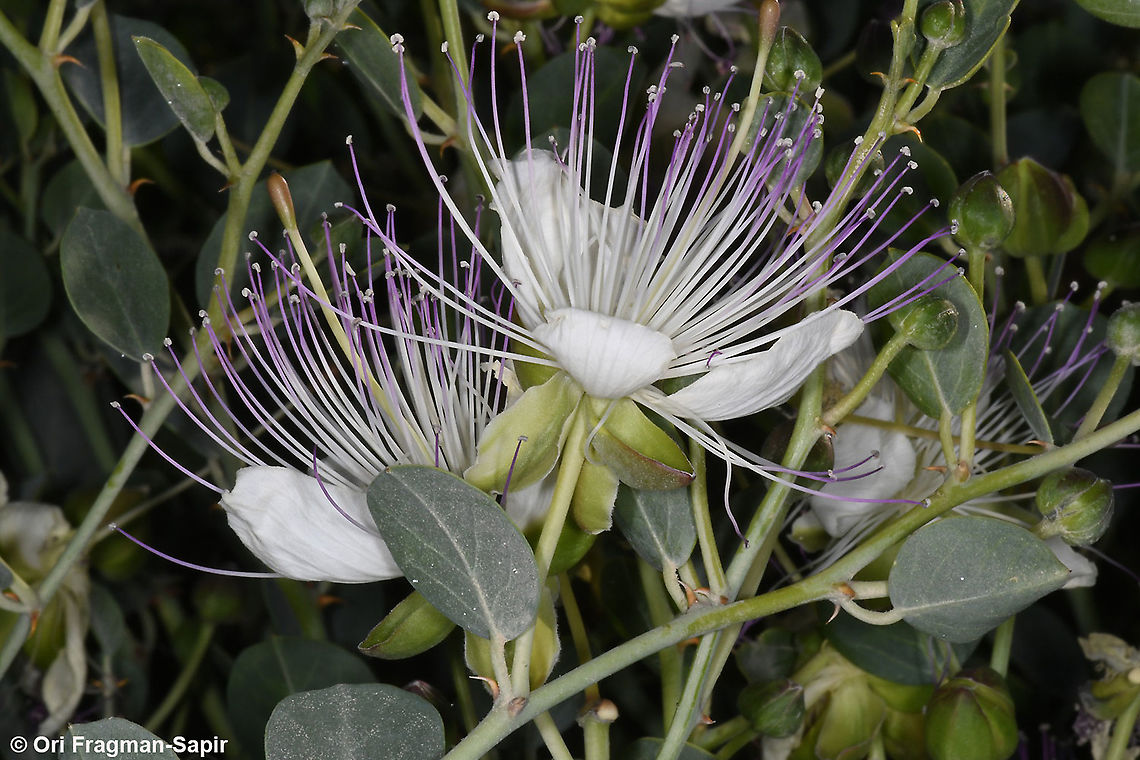 Capparis aegyptia  Capparis aegyptia,Egyptian Caper,Geotagged,Israel,Spring