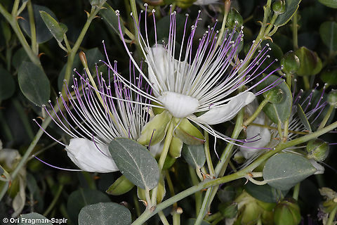 Capparis aegyptia  Capparis aegyptia,Egyptian Caper,Geotagged,Israel,Spring