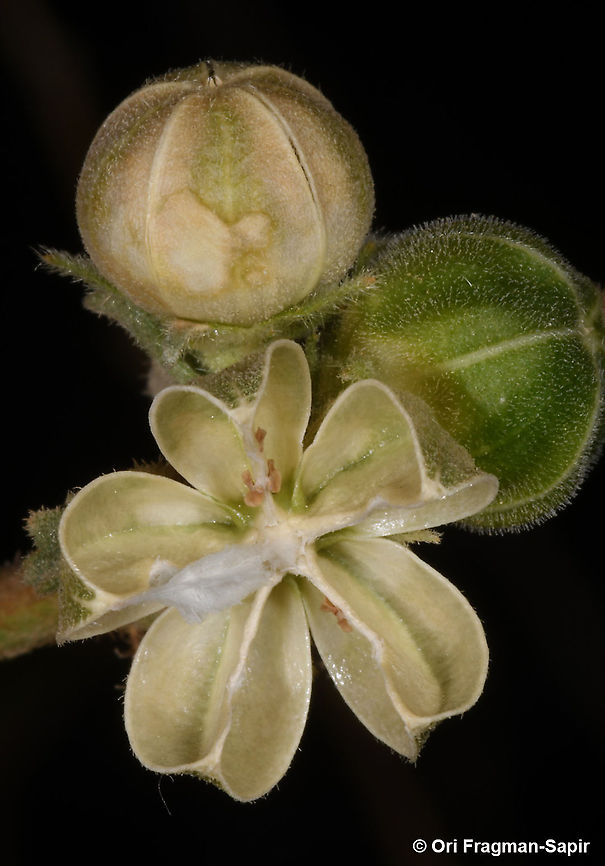 Hibiscus micranthus  Geotagged,Hibiscus micranthus,Israel,Spring