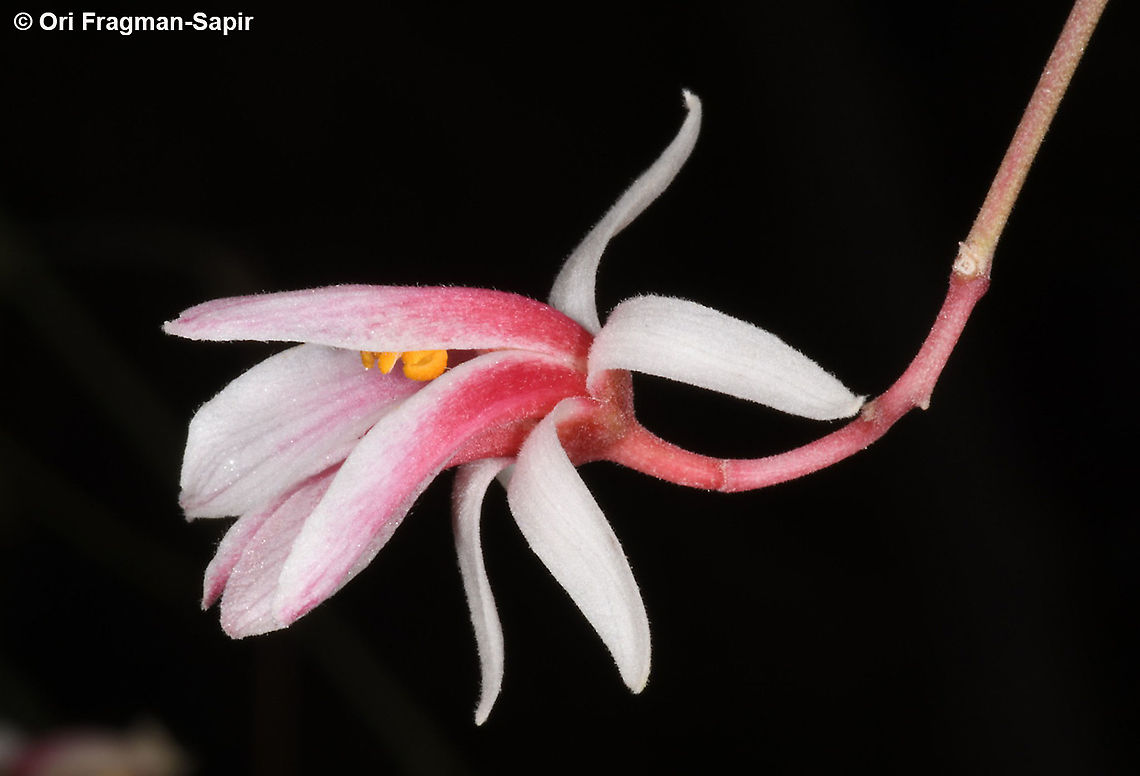 Moringa peregrina  Geotagged,Israel,Moringa peregrina,Spring