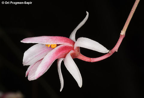 Moringa peregrina  Geotagged,Israel,Moringa peregrina,Spring