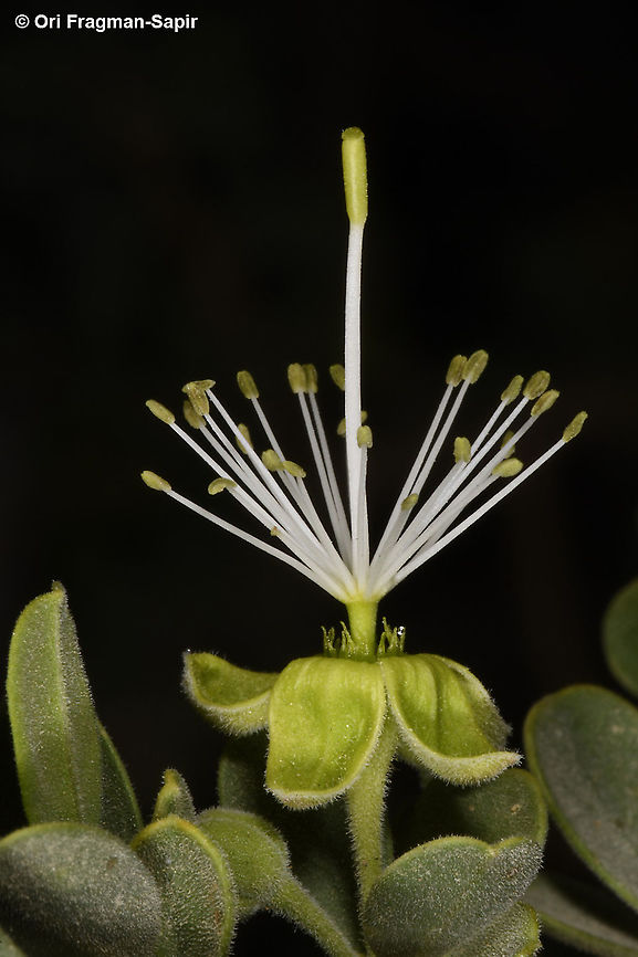 Maerua crassifolia  Geotagged,Israel,Maerua crassifolia,Spring