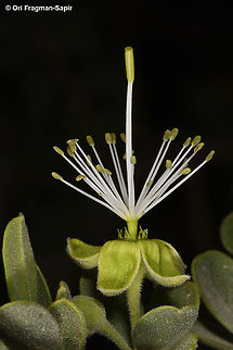 Maerua crassifolia  Geotagged,Israel,Maerua crassifolia,Spring