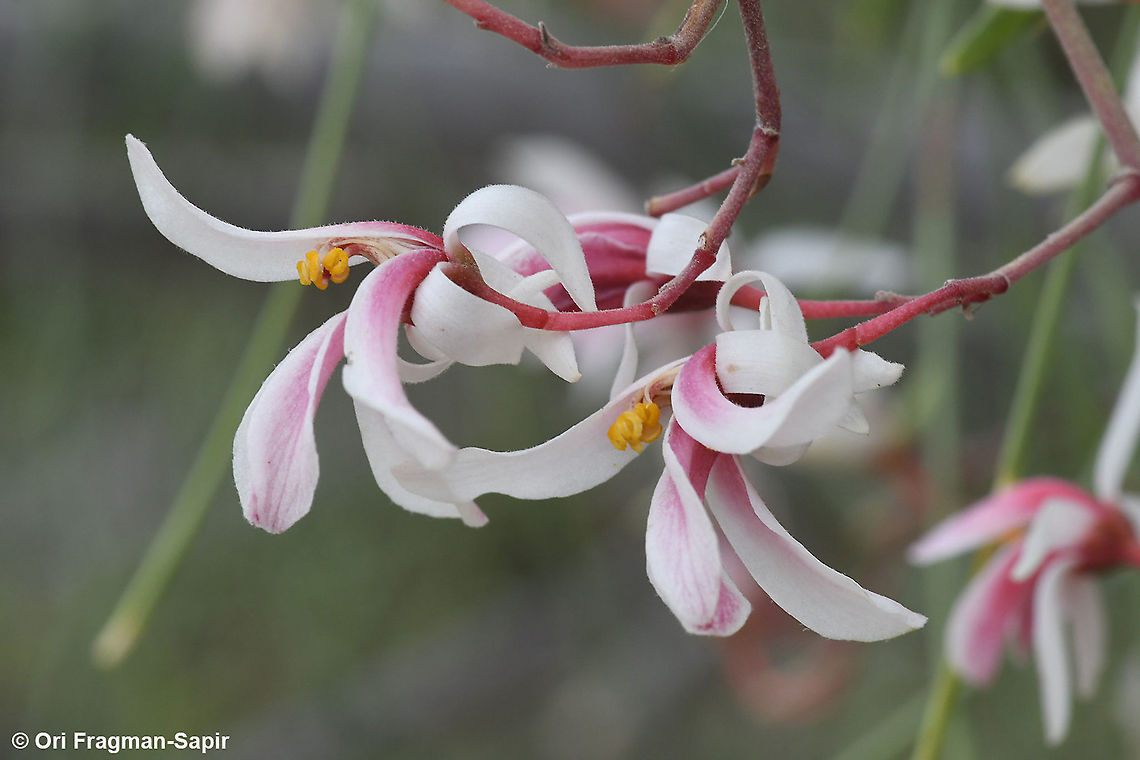 Moringa peregrina  Geotagged,Israel,Moringa peregrina,Spring