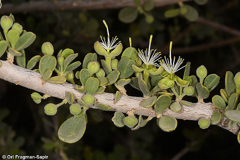 Maerua crassifolia  Geotagged,Israel,Maerua crassifolia,Spring