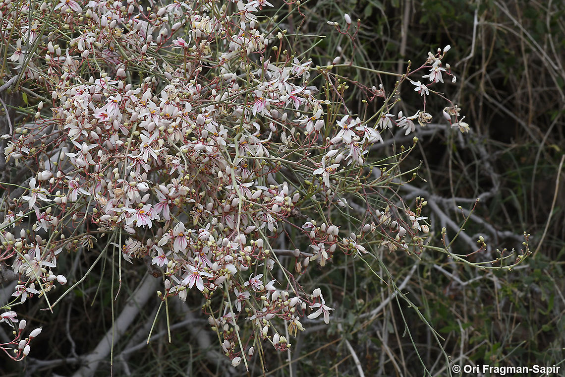 Moringa peregrina  Geotagged,Israel,Moringa peregrina,Spring