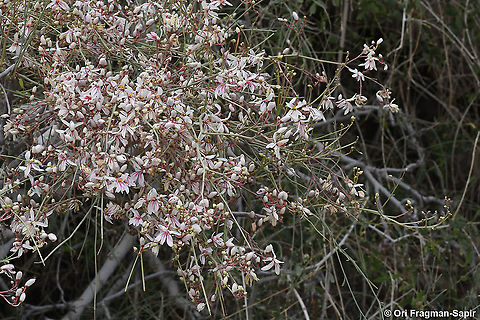 Moringa peregrina  Geotagged,Israel,Moringa peregrina,Spring