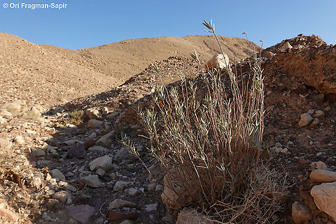 Gomphocarpus sinaicus  Geotagged,Gomphocarpus sinaicus,Israel,Spring