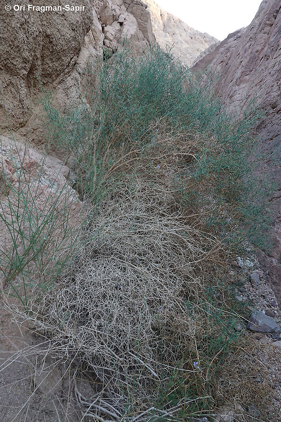Launaea spinosa  Geotagged,Israel,Launaea spinosa,Spring