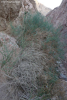 Launaea spinosa  Geotagged,Israel,Launaea spinosa,Spring