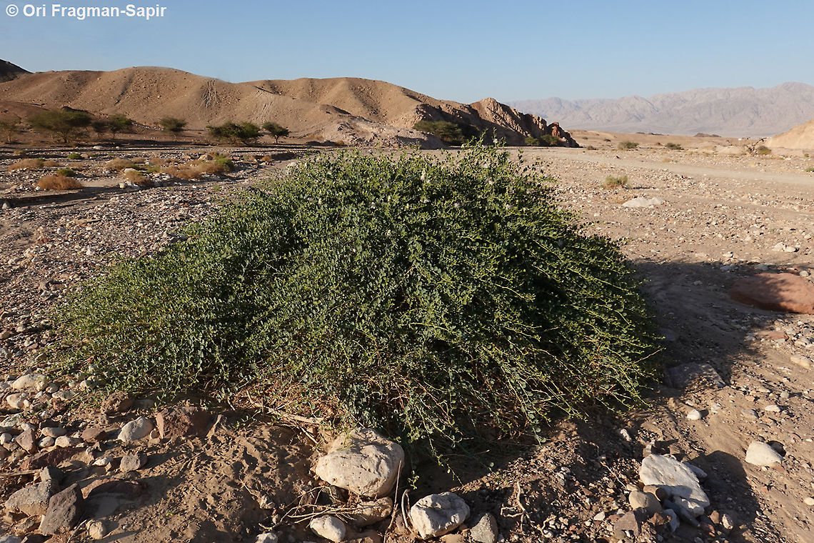 Capparis aegyptia  Capparis aegyptia,Egyptian Caper,Geotagged,Israel,Spring