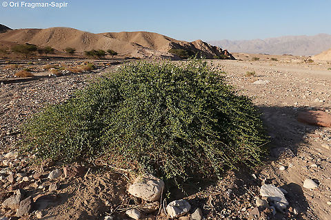 Capparis aegyptia  Capparis aegyptia,Egyptian Caper,Geotagged,Israel,Spring