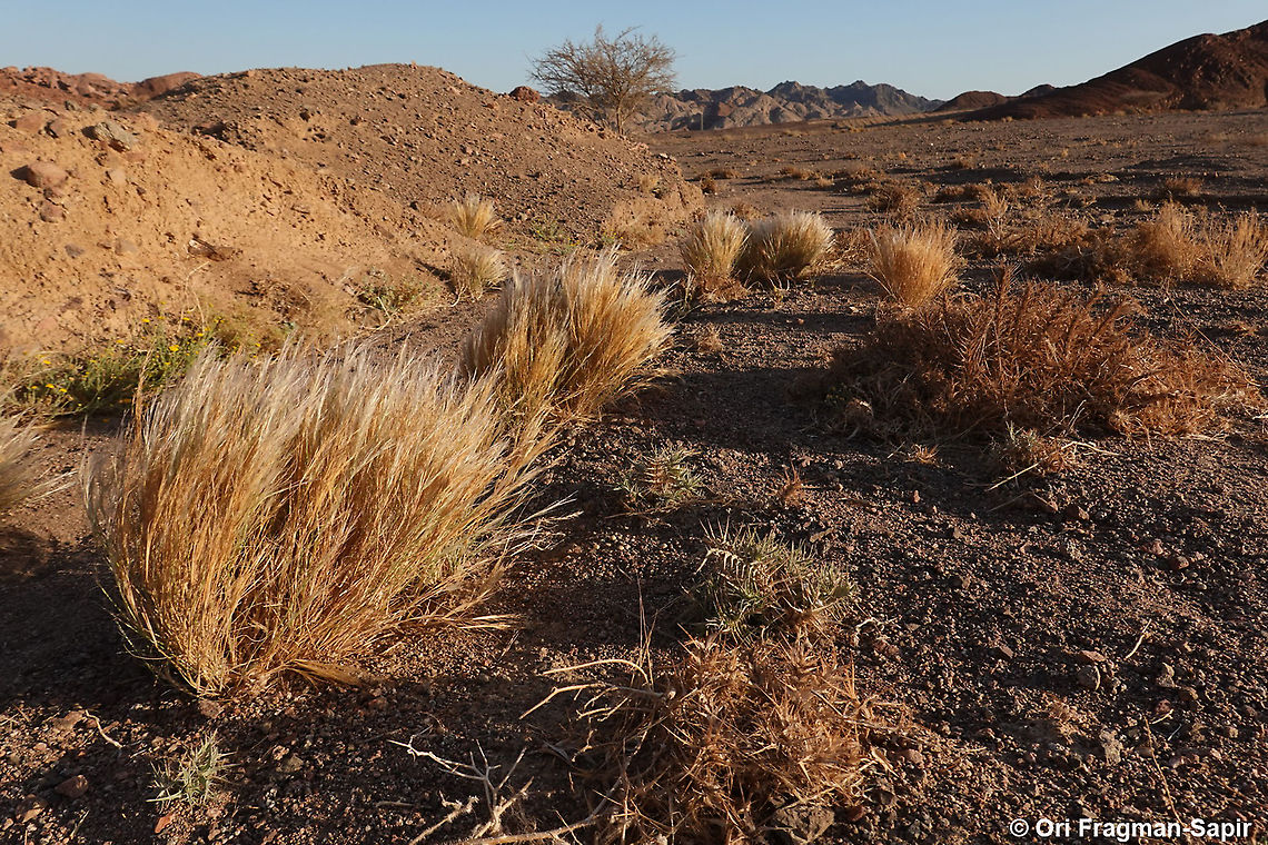 Stipagrostis raddiana  Geotagged,Israel,Spring,Stipagrostis raddiana