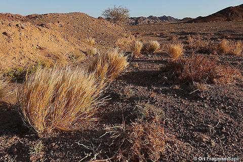 Stipagrostis raddiana