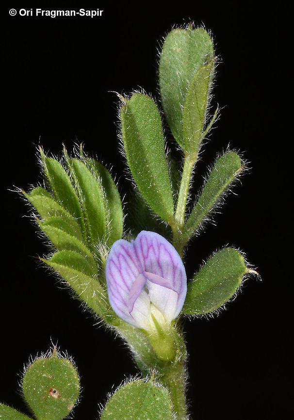 Vicia lathyroides  Geotagged,Spring,Spring vetch,Vicia lathyroides
