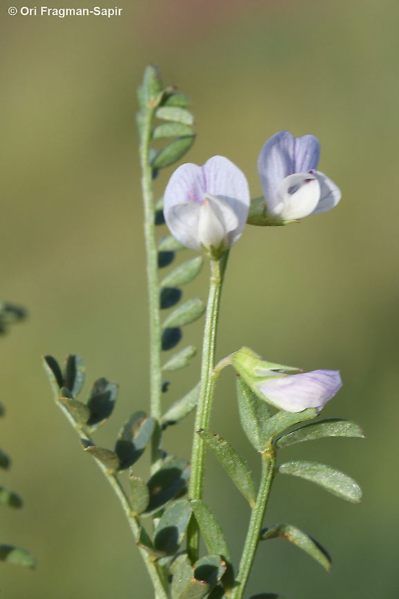 Vicia ervilia  Bitter vetch,Geotagged,Spring,Vicia ervilia