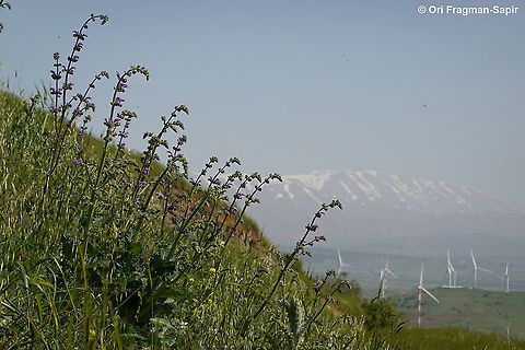 Salvia indica  Geotagged,Salvia indica,Spring