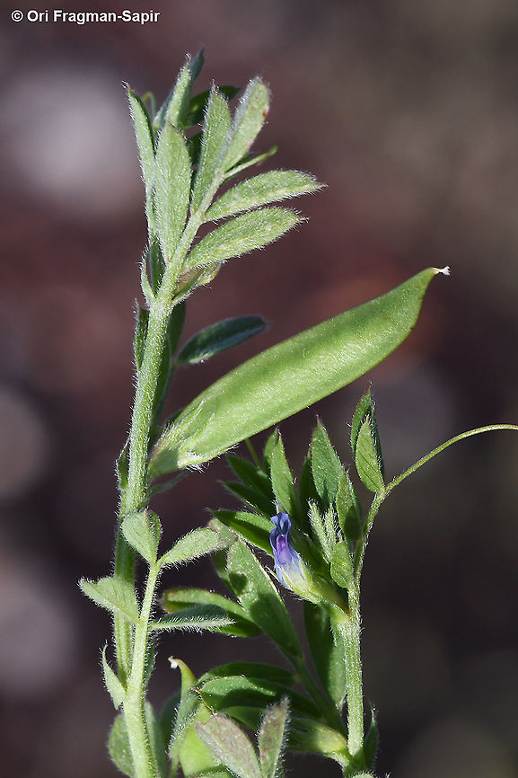 Vicia lathyroides  Geotagged,Spring,Spring vetch,Vicia lathyroides