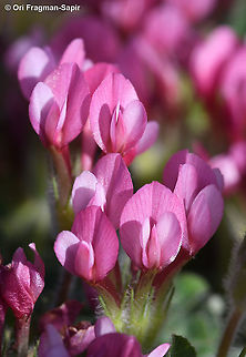 Trifolium pauciflorum  Geotagged,Spring,Trifolium pauciflorum