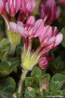 Trifolium pauciflorum  Geotagged,Spring,Trifolium pauciflorum