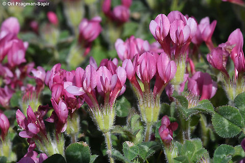 Trifolium pauciflorum  Geotagged,Spring,Trifolium pauciflorum