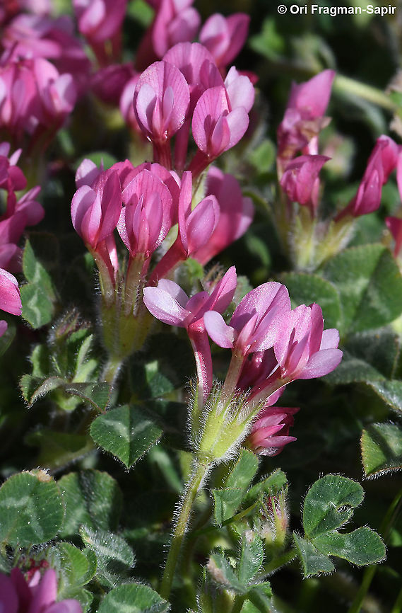 Trifolium pauciflorum  Geotagged,Spring,Trifolium pauciflorum