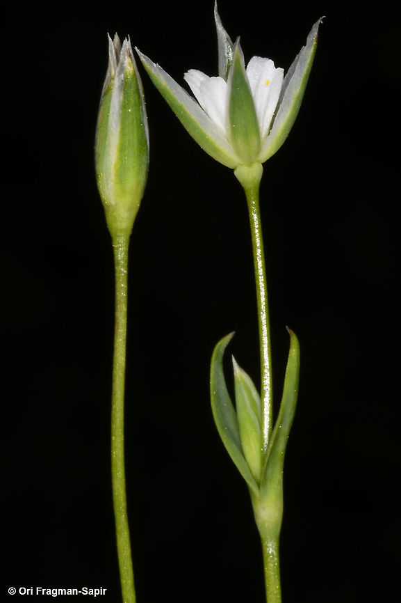 Moenchia erecta  Geotagged,Moenchia erecta,Spring
