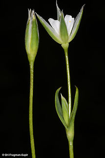 Moenchia erecta  Geotagged,Moenchia erecta,Spring