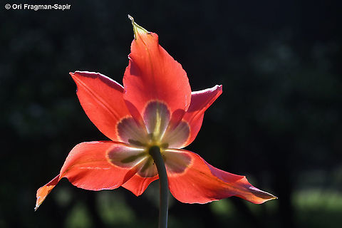 Tulipa agenensis  Geotagged,Spring,Tulipa agenensis