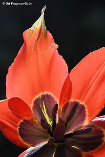 Tulipa agenensis  Geotagged,Spring,Tulipa agenensis