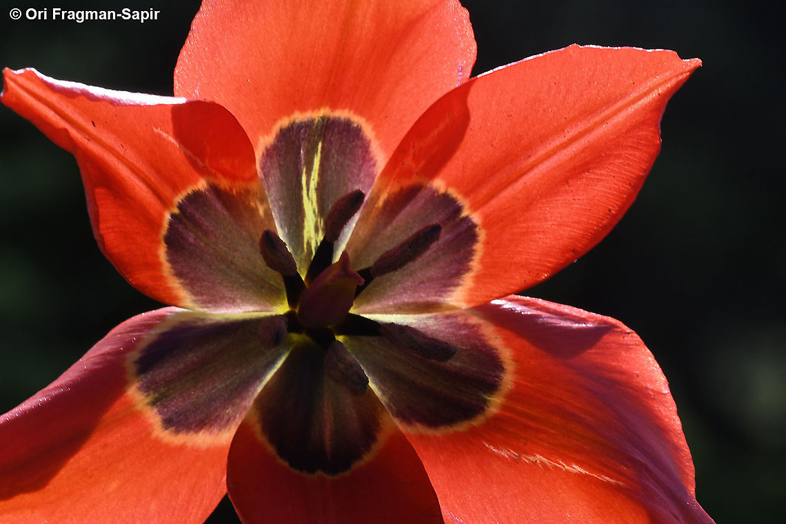 Tulipa agenensis  Geotagged,Spring,Tulipa agenensis