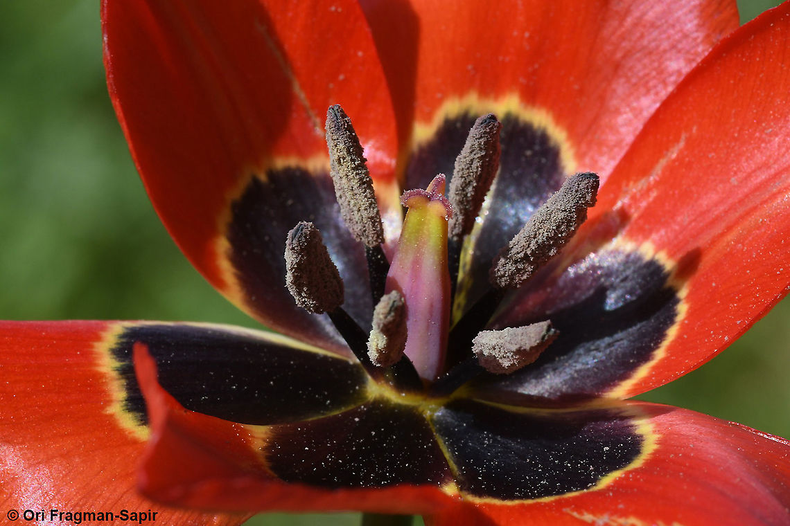 Tulipa agenensis  Geotagged,Spring,Tulipa agenensis