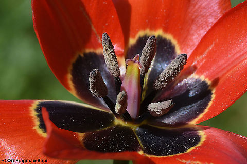 Tulipa agenensis  Geotagged,Spring,Tulipa agenensis