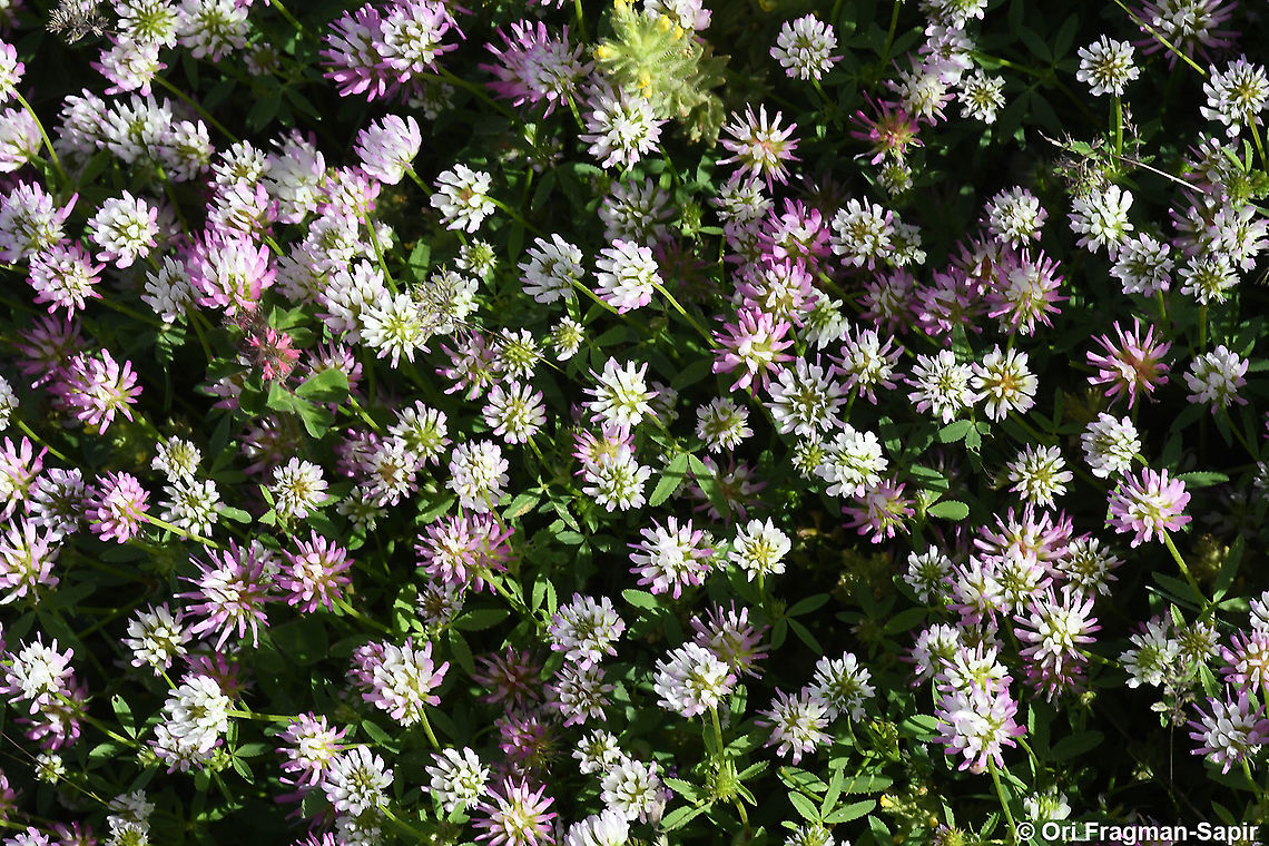 Trifolium glanduliferum  Geotagged,Spring,Trifolium glanduliferum