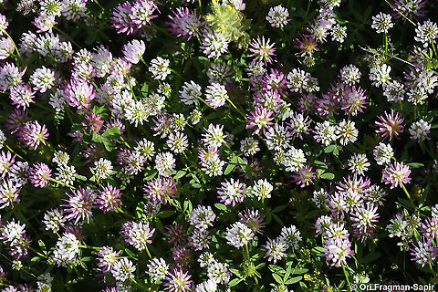 Trifolium glanduliferum  Geotagged,Spring,Trifolium glanduliferum