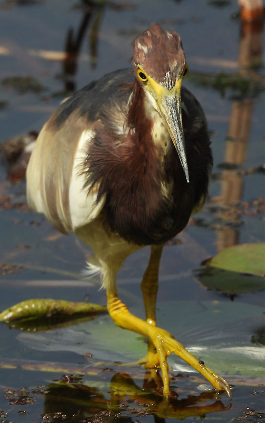 Ardeola bacchus Seen for the first time in Israel Ardeola bacchus,Chinese pond heron,Geotagged,Israel,Spring