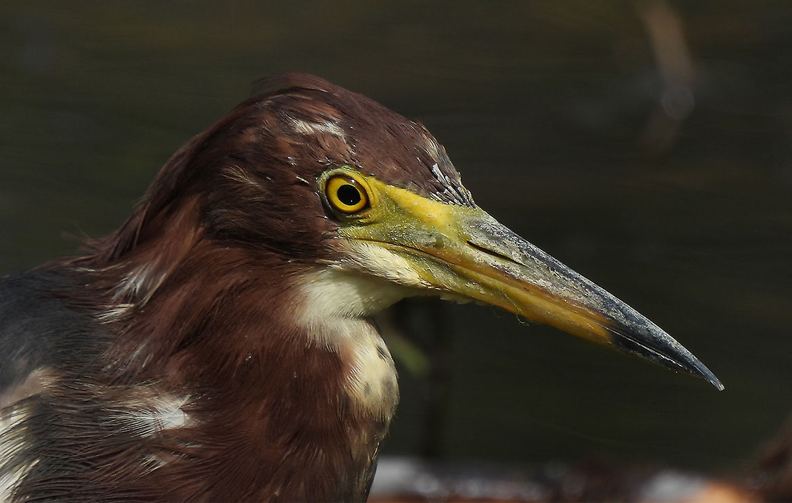 Ardeola bacchus  Ardeola bacchus,Chinese pond heron,Geotagged,Israel,Spring