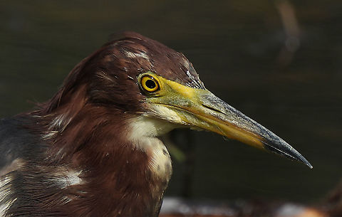 Ardeola bacchus  Ardeola bacchus,Chinese pond heron,Geotagged,Israel,Spring