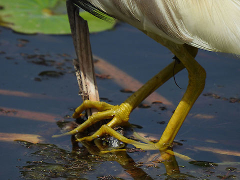 Ardeola bacchus First record ever for Israel. We are excited, since this bird's normal range is the far east. Ardeola bacchus,Chinese pond heron,Geotagged,Israel,Spring